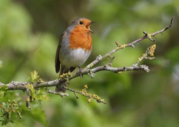 Visitors could encounter a singing robin on the Dawn Chorus Walk. Picture: Neil Smith. EMN-180425-134345001
