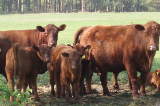 Some of the Sunnyside herd is missing after it is thought they were 'spooked' by a dog in the field EMN-180430-155113001