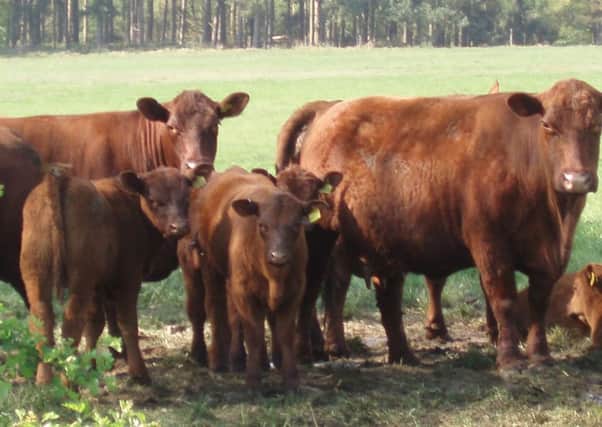 Some of the Sunnyside herd is missing after it is thought they were 'spooked' by a dog in the field EMN-180430-155113001