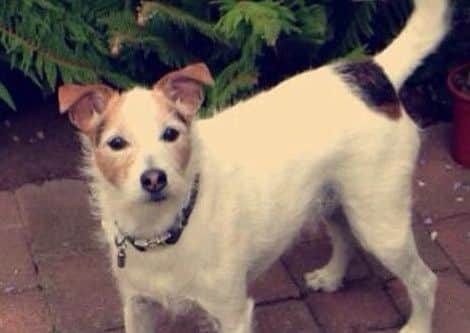 A Jack Russell terrier. Picture: Stock photo. EMN-180205-094722001