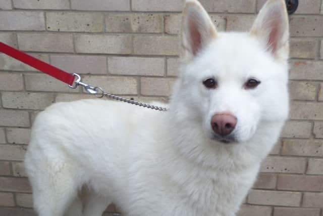 Keith's Rescue Dogs is hoping to find a forever home for five-year-old German Shepherd cross Polo. ANL-180205-165835001