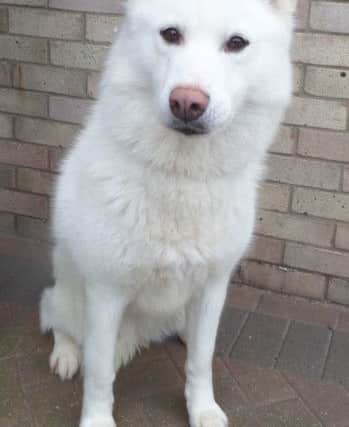 Keith's Rescue Dogs is hoping to find a forever home for five-year-old German Shepherd cross Polo. ANL-180205-165849001