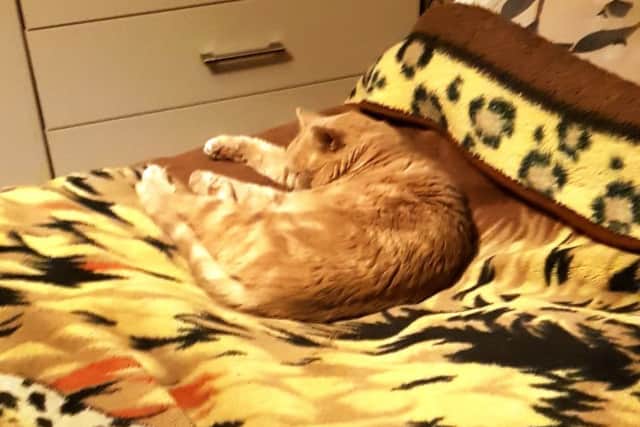 Have you seen Ginger?