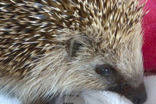 Help the hedgehogs