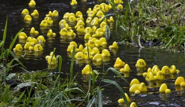 Duck race.