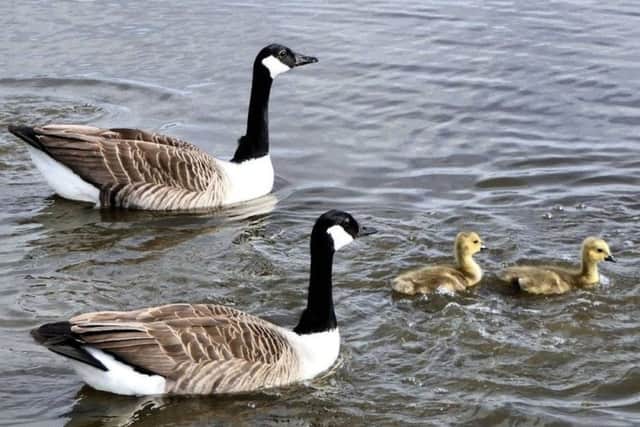 Photo of the week, supplied by: Mablethorpe Photo Album.