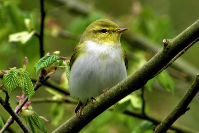 A wood warbler with green plummage by Ben Ward (@benwardbirds).