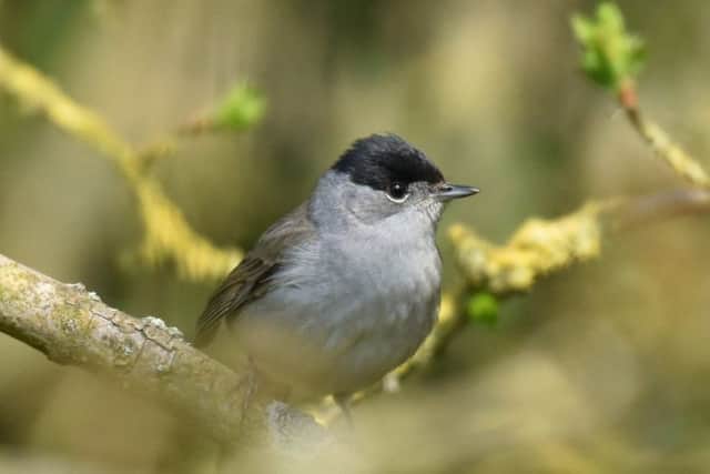A black cap photographed by Paul Johnson (@paul_L_Johnson)