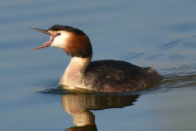 A yawning great crested grebe photographed by Paul Johnson (@paul_L_Johnson)