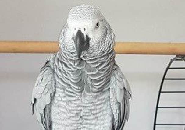The African Grey Parrot has been missing from Grainthorpe since May 17.