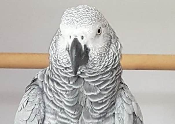 Have you seen missing singing Parrot Charlie?