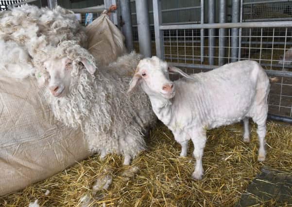 Sheep Shearing day at Hardys Animal Farm, Ingoldmells. EMN-180528-113931001