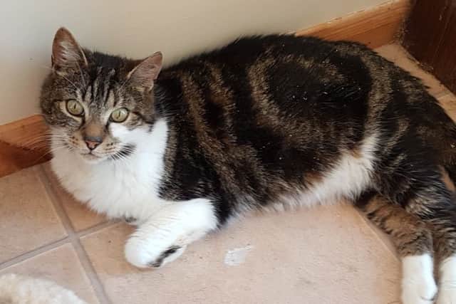 One of the 40 cats currently in care at the Alternative Animal Sanctuary in New York, near Boston. Image supplied.