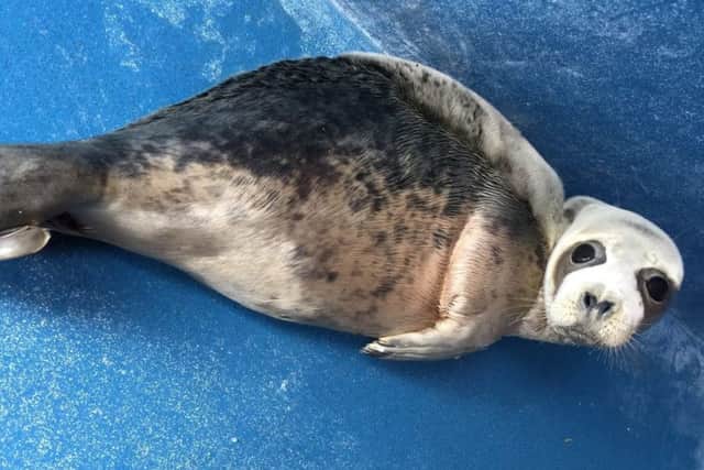 Earth the seal is recovering at Natureland in Skegness.