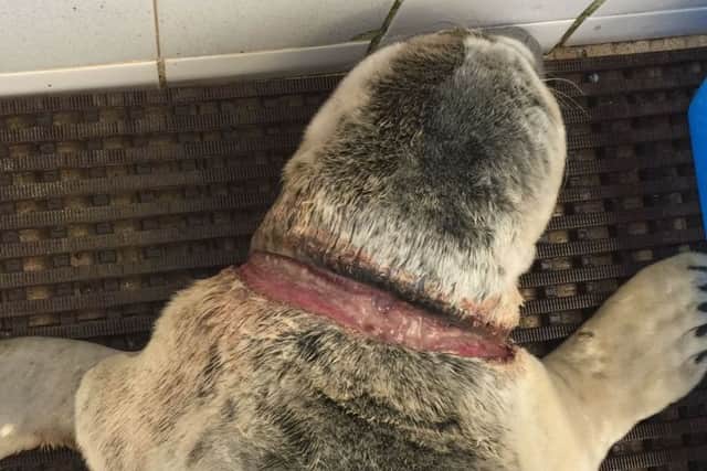 The gaping wound left on the seal's neck.