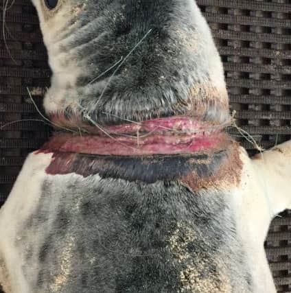 The fishing line caused horrific injuries to Earth the seal.