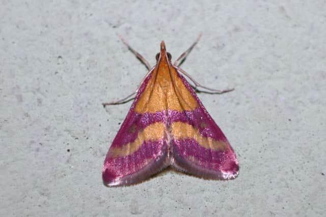 Scarce Crimson and Gold (Pyrausta sanguinalis). Picture: Kárpáti Marcell, Buttterfly Conservation. EMN-180613-151142001