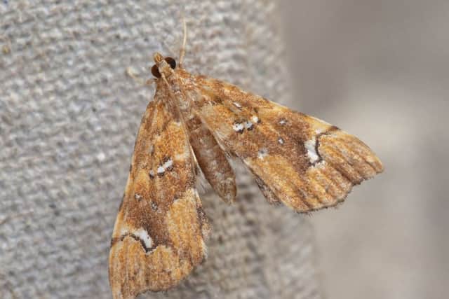 Musotima nitidalis. Picture: Les Hill, Butterfly Conservation. EMN-180613-151403001