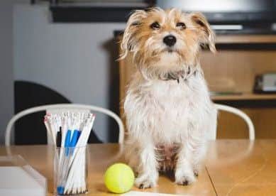 Bring your dog to work and raise funds for animal causes. EMN-180613-164217001