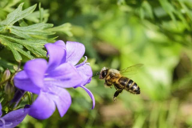Honey bee. Picture: Sarah Freeman. EMN-180615-140849001