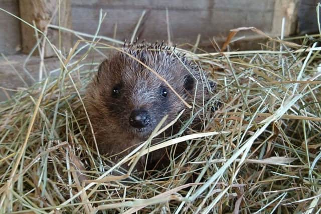 Weetabix the blind hedgehog, rescued by Lucy Steele. EMN-180625-170959001