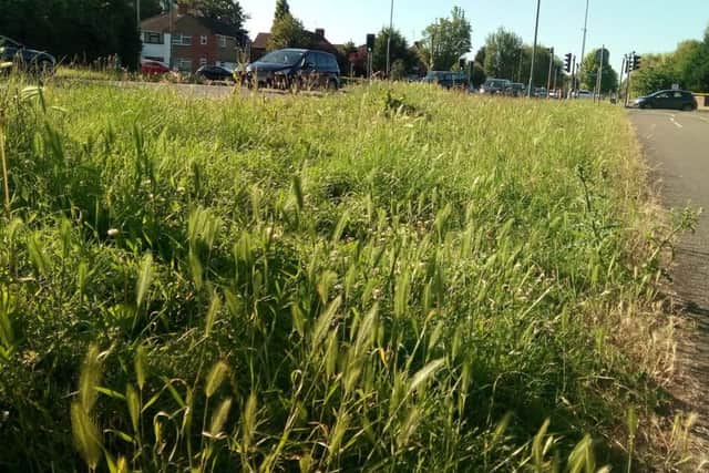 Advice for cutting grass verges.