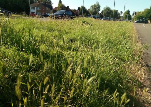 Advice for cutting grass verges.