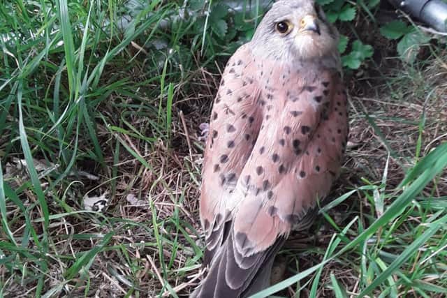 A kestrel that came to Lucy Steele's wildlife rescue centre from Bransby Home for Horses near Lincoln, unable to fly. EMN-180627-170539001