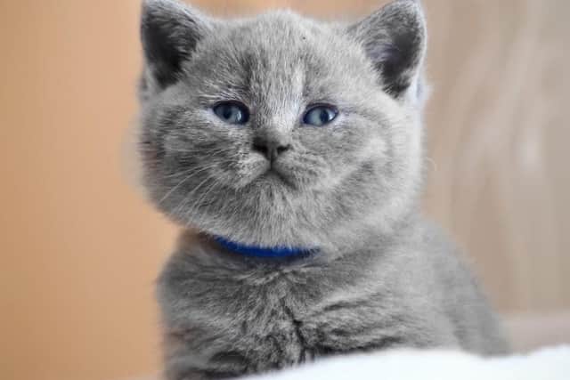 Kitten (stock image)