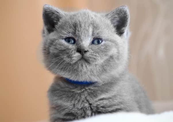 Kitten (stock image)