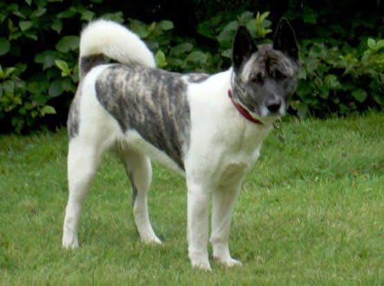 Four-year-old Suki is in desperate need of an operation.
