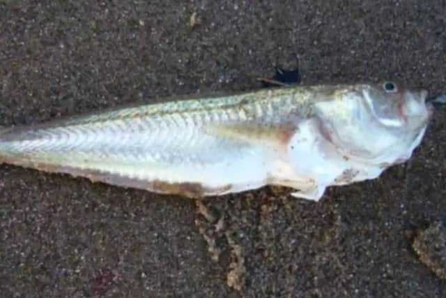 RNLI lifeguards are warning beach-goers to take extra care with jellyfish and weeverfish this summer, as their presence increases in warmer weather. Photo: Mablethorpe Photo Album.