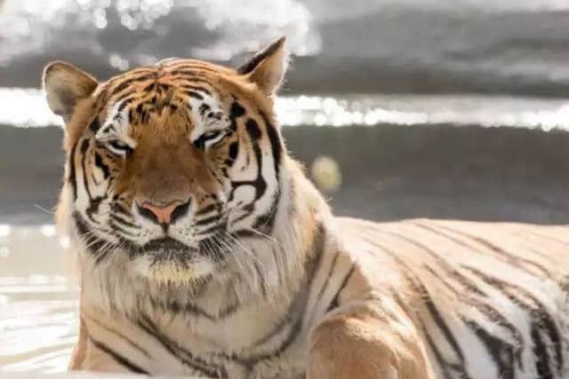 Syas the tiger lives at Wolds Wildlife Park. Picture: John Aron.