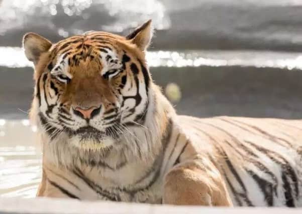 Syas the tiger lives at Wolds Wildlife Park. Picture: John Aron.