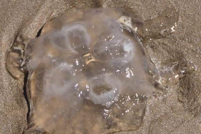 RNLI lifeguards are warning beach-goers to take extra care with jellyfish and weeverfish this summer, as their presence increases in warmer weather. Photo credit: Mablethorpe Photo Album.