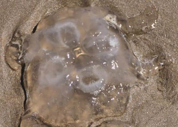 RNLI lifeguards are warning beach-goers to take extra care with jellyfish and weeverfish this summer, as their presence increases in warmer weather. Photo credit: Mablethorpe Photo Album.