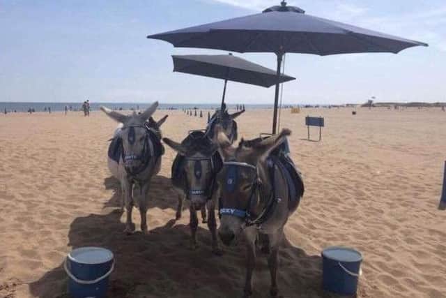 Louis Wagner posted this image of the donkeys to reassure the public. ANL-180726-092628001