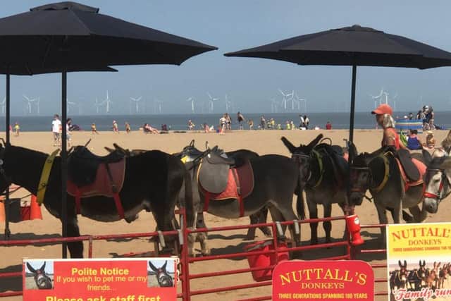 John Nuttall's donkeys resting in the shade. ANL-180727-102038001