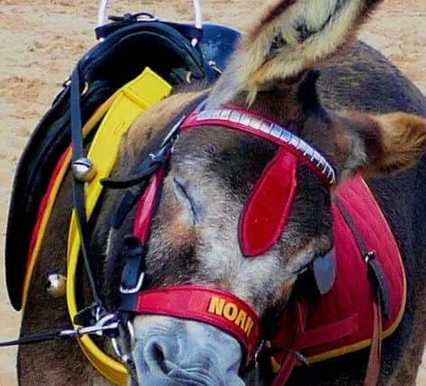 If donkey's could talk - John Nuttall's Noah. ANL-180727-102055001