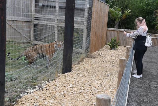 Jaime Shecton of Northamptonshire, photographing one of the tigers during the International Tiger Day activities at Lincolnshire Wildlife Park. .Photo: MSKP-290718-33 ANL-180730-110313001
