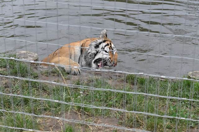 International Tiger Day activities at Lincolnshire Wildlife Park. Photo: MSKP-290718-30 ANL-180730-110302001