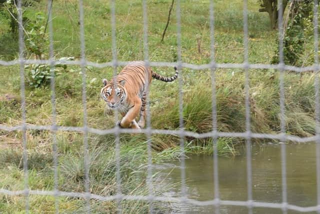 International Tiger Day activities at Lincolnshire Wildlife Park. Photo: MSKP-290718-27 ANL-180730-110244001