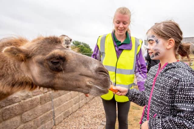 Feeding time: Kayla Proctor discovers that camels just love munching on a carrot as a staff member looks on