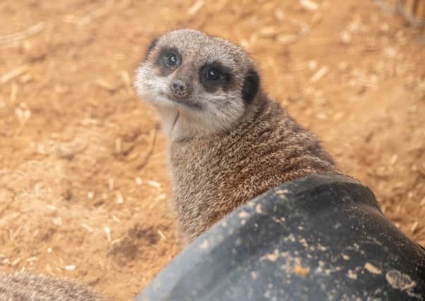 Heres looking at you: A meerkat poses for the camera