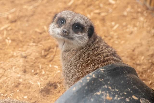 Heres looking at you: A meerkat poses for the camera