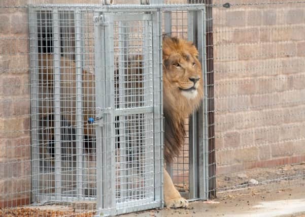 Roar-some:  A  lion leaves his indoor enclosure  to take a look at what is going on