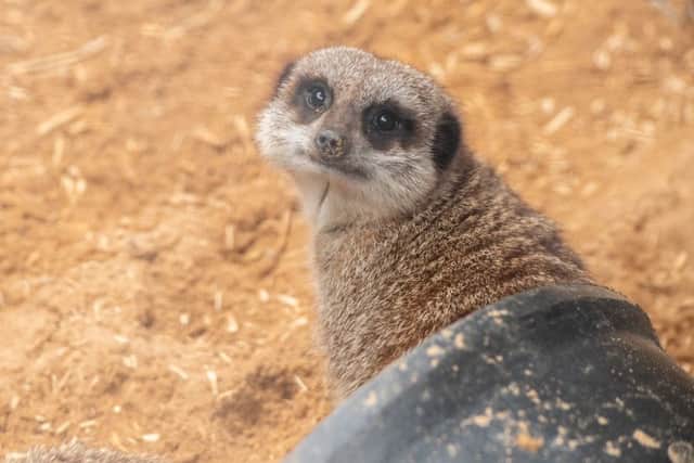 Heres looking at you: A meerkat posed for the camera at the recent Wolds Wildlife Park open weekend. Picture: John Aron.