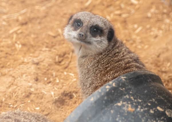 Heres looking at you: A meerkat posed for the camera at the recent Wolds Wildlife Park open weekend. Picture: John Aron.