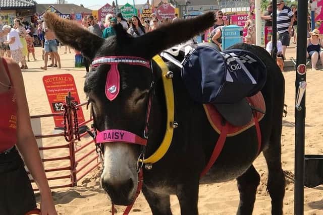 Daisy the donkey. ANL-180808-083358001