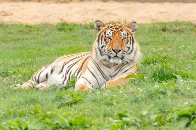 Syas the tiger. EMN-180730-111658001